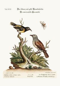 Den sorte og gule slyngplante. The American Hedge-Sparrow, 1749-73