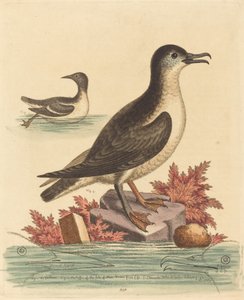 Lomvien og lunden på Isle of Man af George Edwards