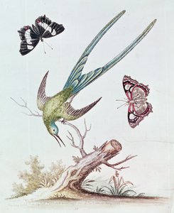 Den langhalede kolibri, 1742 af George Edwards