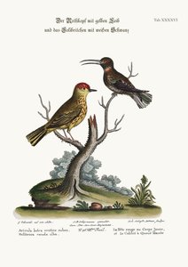 Den gule røde pæl og den hvidhalede kolibri, 1749-73