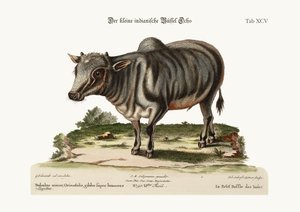 Den lille indiske bøffel, 1749-73