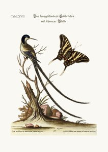 Den langhalede sortkappede kolibri, 1749-73