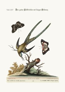 Den langhalede grønne kolibri, 1749-73