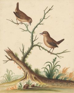 [To fugle] af George Edwards