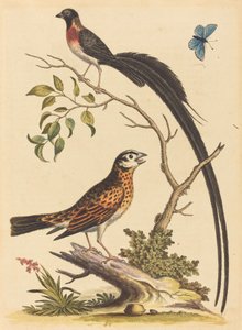 To fugle, en med meget lange halefjer og blå sommerfugl, udgivet 1745. af George Edwards
