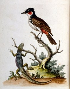 Akvarelillustration fra en bog om sjældne fugle af G Edwards 1750. George Edwards (1694-1773) var en britisk naturforsker og ornitolog. Han rejste meget rundt i Europa og studerede naturhistorie og fugle i særdeleshed. Han opnåede en vis anerkendelse af George Edwards
