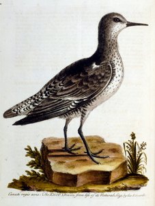 Akvarelillustration fra en bog om sjældne fugle af G Edwards 1750. George Edwards (1694-1773) var en britisk naturforsker og ornitolog. Han rejste meget rundt i Europa og studerede naturhistorie og fugle i særdeleshed. Han opnåede en vis anerkendelse