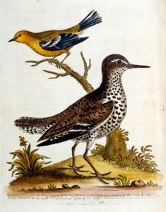 Akvarelillustration fra en bog om sjældne fugle af G Edwards 1750. George Edwards (1694-1773) var en britisk naturforsker og ornitolog. Han rejste meget rundt i Europa og studerede naturhistorie og fugle i særdeleshed. Han opnåede en vis anerkendelse af George Edwards