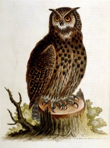 Akvarelillustration fra en bog om sjældne fugle af G Edwards 1750. George Edwards (1694-1773) var en britisk naturforsker og ornitolog. Han rejste meget rundt i Europa og studerede naturhistorie og fugle i særdeleshed. Han opnåede en vis anerkendelse