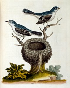 Akvarelillustration fra en bog om sjældne fugle af G Edwards 1750. George Edwards (1694-1773) var en britisk naturforsker og ornitolog. Han rejste meget rundt i Europa og studerede naturhistorie og fugle i særdeleshed. Han opnåede en vis anerkendelse af George Edwards