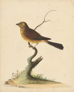 Gulspurv af George Edwards