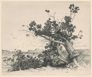 Desert Cedars, New Mexico af George Elbert Burr