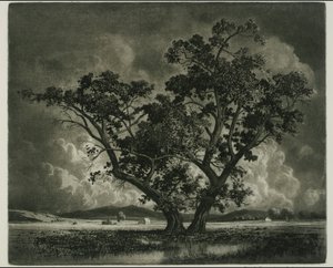 Old Cottonwoods, Colorado af George Elbert Burr