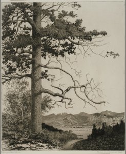 Old Pine, Estes Park af George Elbert Burr
