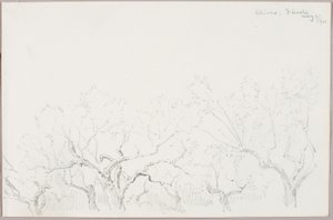 Oliven--Fiesole af George Elbert Burr