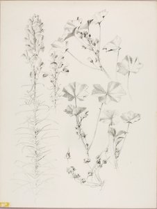 Uden titel (botanisk studie) af George Elbert Burr