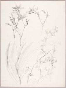 Uden titel (botanisk studie) af George Elbert Burr