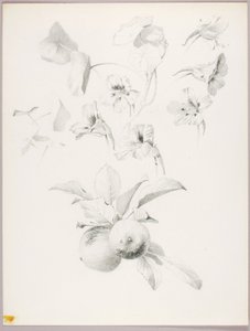 Uden titel (botanisk studie) af George Elbert Burr