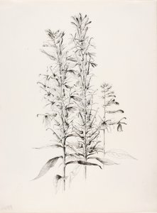 Uden titel (Kardinalblomst, Lobelia Cardinalis) af George Elbert Burr