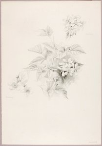 Uden titel (Dewberry og Blackberry) af George Elbert Burr