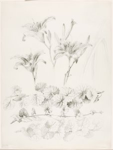 Uden titel (Liljer og vedbend) (Glecoma Hederacea) af George Elbert Burr