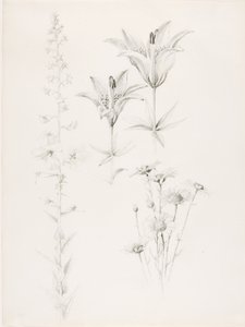 Uden titel (lilje, marguerit, hibiscus) af George Elbert Burr
