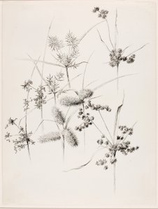 Uden titel (sivgræsser) af George Elbert Burr