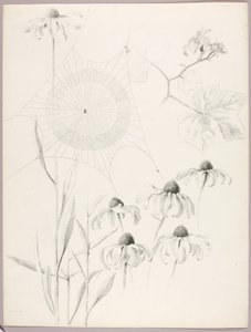 Uden titel (Spindelvæv og tusindfryd) af George Elbert Burr
