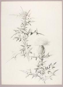 Uden titel (tidsel) af George Elbert Burr