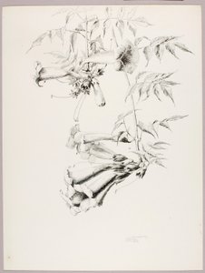 Uden titel (trompetvin) af George Elbert Burr