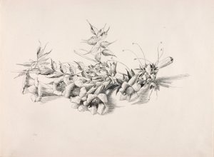 Uden titel (trompetvin, Campsis Radicans) af George Elbert Burr
