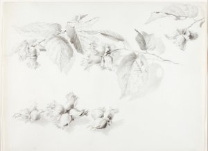 Uden titel (vild hasselnød, Corylus Americana) af George Elbert Burr