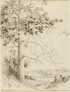 Uden titel (overføringstegning til Old Pine, Estes Park) af George Elbert Burr
