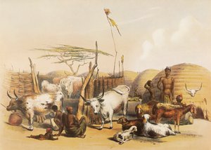 En zulu-kraal ved Umgaki-floden i Natal af George French Angas