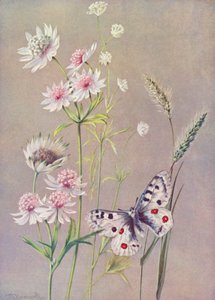 Astrantia major, A minor og Apollo-sommerfuglen (farvelitografi)