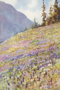Mark med Campanula rhomboidalis på Col de la Forclaz omkring begyndelsen af juli (farvelitografi)