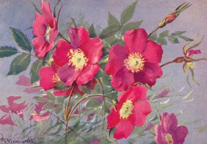 Rosa alpina, den tornløse alpeeglante (farvelitografi)