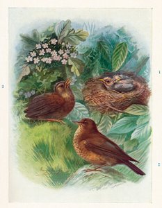 En typisk Nidicolous Nestling - tre stadier. Blackbird, c1910, 1910 af George James Rankin