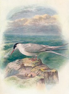Arktisk tern - Sterna macrura, c1910, 1910 af George James Rankin