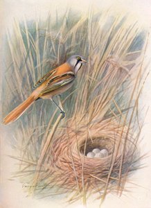 Skægmejse eller slyngel - Panurus biarmicus, c1910, 1910