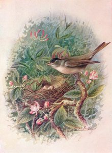 Blackcap - Sylvia atricapilla, c1910, 1910 af George James Rankin