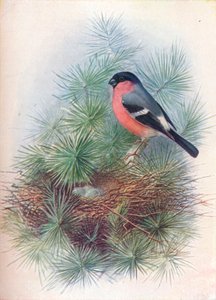 Bullfinch - Pyrrhua europaea, c1910, 1910 af George James Rankin