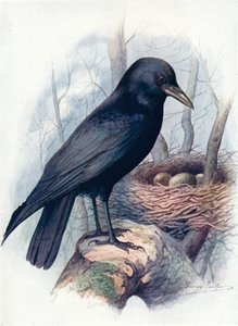 Carrion-Crow - Corvus corone, c1910, 1910 af George James Rankin
