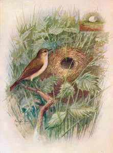 Chiff-Chaff - Phylloscopus rufus, c1910, 1910 af George James Rankin