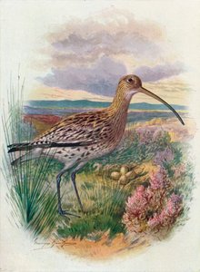 Curlew - Numenius arquata, c1910, 1910 af George James Rankin