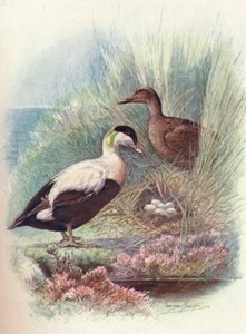 Edderfugl - Somateria mollissima, c1910, 1910 af George James Rankin