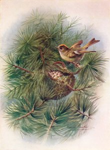 Goldcrest - Regulus cristatus, c1910, 1910 af George James Rankin
