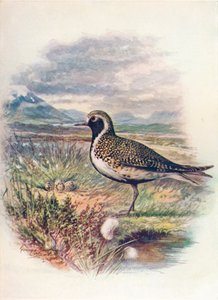 Guldhøne - Charadrius pluvialis, c1910, 1910 af George James Rankin