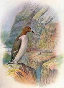 Guillemot - Uria troile, c1910, 1910 af George James Rankin