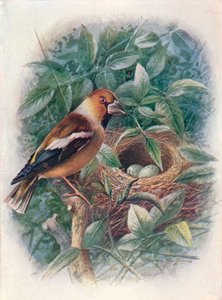 Hawfinch - Coccothraustes vulgaris, c1910, 1910 af George James Rankin
